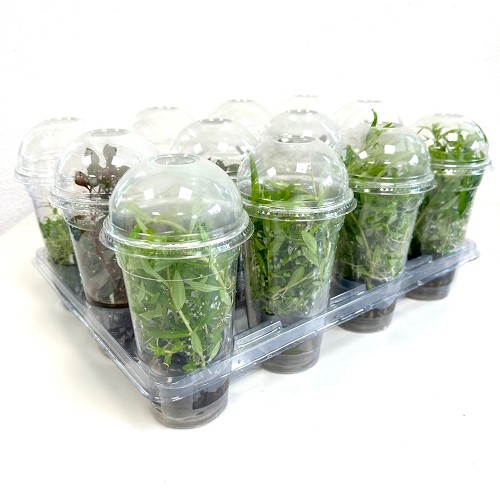 Assortiment achtegrond planten in beker